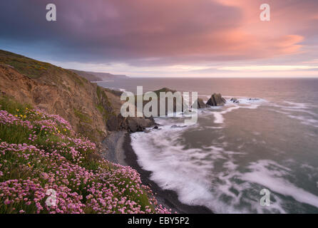 Sea Pink wildflowers flowering on the clifftops at Hartland Quay, looking towards Screda Point, Devon, England. Stock Photo