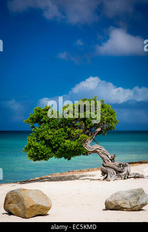 Weathered Fototi tree (often mistaken for Divi Divi) on the beach of Aruba, West Indies Stock Photo