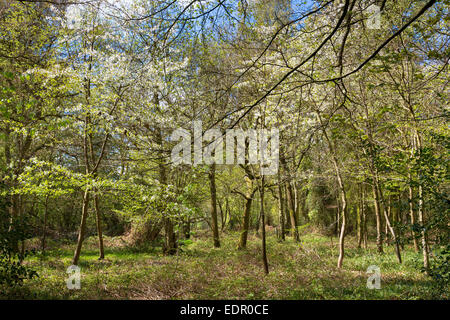 Woodland scene and country walk within Bruern Wood in The Cotswolds, Oxfordshire, UK Stock Photo