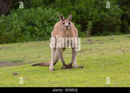 Kangaroo male Stock Photo