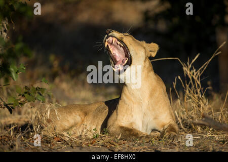 Africa, Botswana, Chobe National Park, Lioness (Panthera leo) bares teeth while yawning in shade in Savuti Marsh Stock Photo