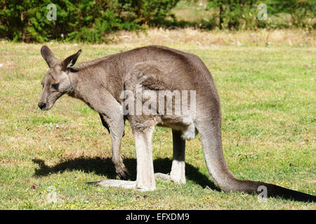 Eastern grey male kangaroo from southern Australia Stock Photo