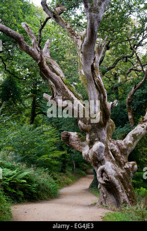 Old gnarled tree in The Lost Gardens of Heligan, Cornwall, England Stock Photo