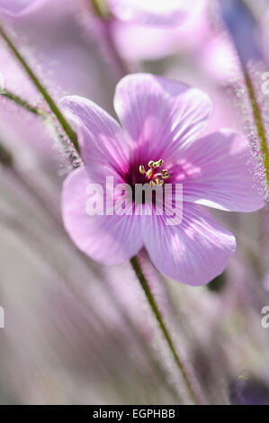 Madeira cranesbill, Geranium Maderense, Side view of one mauve flower with deeper centres among hairy stems. Stock Photo