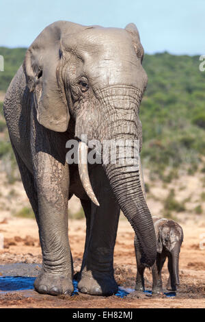 African Elephants in Addo Elephant National Park, South Africa Stock ...