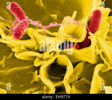 Salmonella sp. bacteria ruffled immune cell. Salmonella sp. bacteria are a common cause of foodborne disease, scanning electron micrograph (SEM). Stock Photo