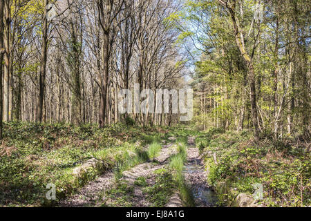 Spring Woodland Scene Berkshire UK Stock Photo