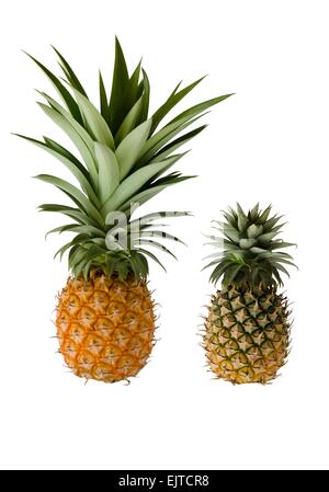 Ripe pineapple isolated on white background. Stock Photo