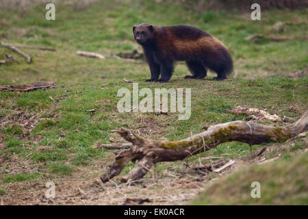 Wolverine (Gulo gulo). Largest member of the Weasel family, Mustelidae. Found in Northern Europe, Canada, Alaska, Russia. Stock Photo