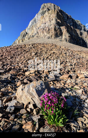 Wildflowers glow in morning sun beneath summit of Mt. Timpanogos - Wasatch Mountains - Utah Stock Photo