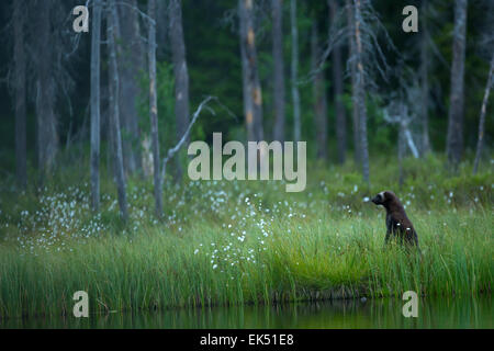 A Wolverine in a Finnish forest Stock Photo