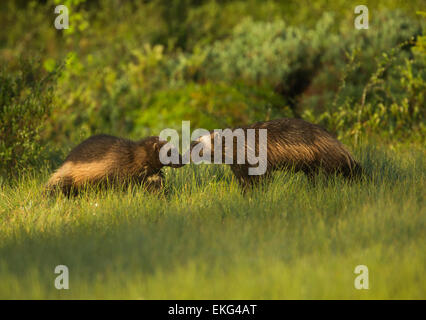 Two Wolverines in a Finnish forest Stock Photo