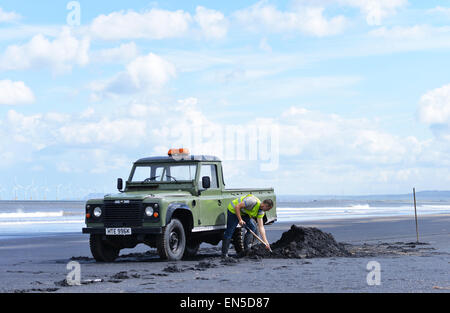 Hartlepool, Cleveland, UK. 28th April 2015. Tony Reid, 22, from Hartlepool forages for Sea-coal that is washed up on the high tide. The tradition has been practiced for centuries on the North East coast but now only a handful of people still keep the tradition going. The coal sells for approx £10 per tonne and is used Credit:  Robert Smith/Alamy Live News Stock Photo