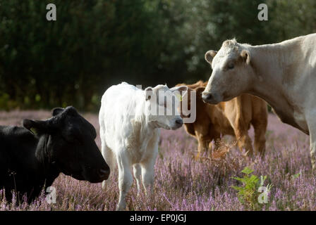 Cows in New Forest, Dorset, Great Britain, Europe Stock Photo