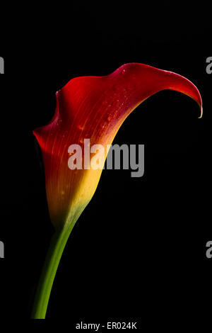 A red and yellow Calla Lily with dew drops on a black background Stock Photo