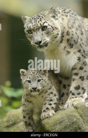 snow leopards Stock Photo