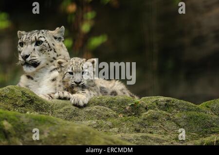 snow leopards Stock Photo