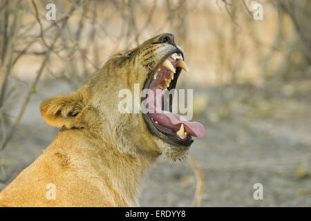 yawning lioness Stock Photo