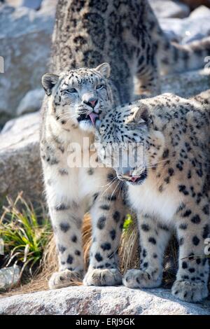 snow leopards Stock Photo