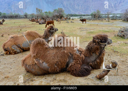 India Jammu Kashmir Ladakh Camels along the sand dunes at Hunder in Nubra Valley Stock Photo