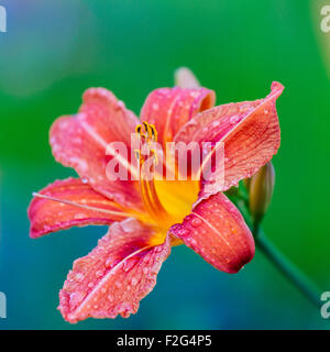 Lily flower with water drops on petals after a summer rain Stock Photo