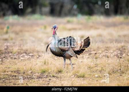 Wild Rio Grande turkey ruffled up in the cold air Stock Photo