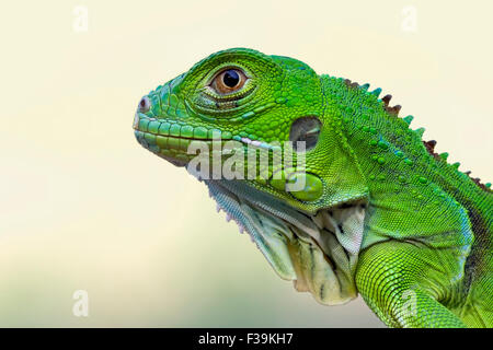 Portrait of a green Iguana Stock Photo