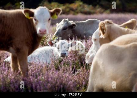 Cows in New Forest, Dorset, England UK Europe Stock Photo