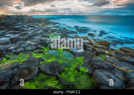 High angle view of moss covered Giants Causeway and blue ocean, Bushmills, County Antrim, Ireland, UK Stock Photo