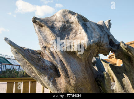 Old gnarled tree root displayed as a natural art-form in UK Stock Photo