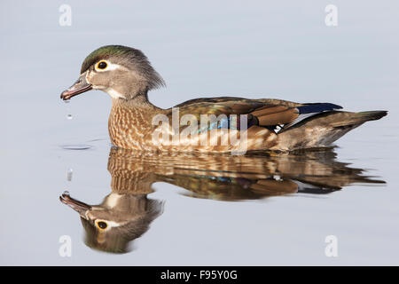 Wood duck (Aix sponsa), female, Burnaby Lake, British Columbia. Stock Photo