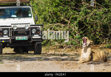 Lion (Panthera leo), yawning lioness and tourist vehicle, Chobe National Park, Botswana Stock Photo