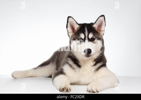 Siberian Husky Puppy Lies on White Stock Photo