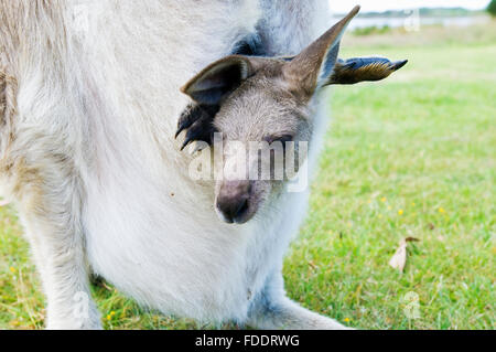 Forester kangaroo and joey in Tasmania, Australia Stock Photo