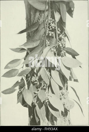 Eucalyptus Eucalyptus robusta in  Eucalypts cultivated in the United States  (1902) Stock Photo