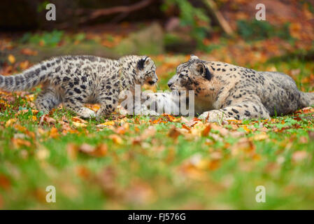 snow leopard (Uncia uncia, Panthera uncia), leopardesses with two youngsters Stock Photo