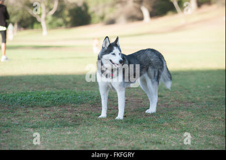 Black and white Siberian Husky standing on the grass Stock Photo