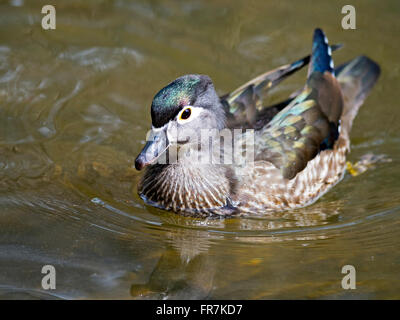 Female Wood Duck Stock Photo