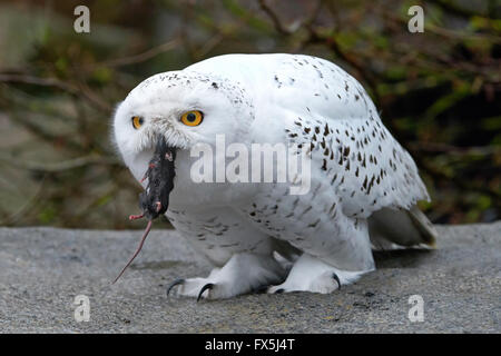 Snowy owl sitting on a rock with a mouse in its beak Stock Photo