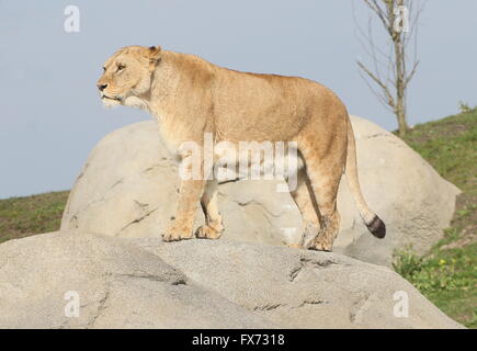 African Lioness  (Panthera leo) on the prowl, standing on top of a hill. New enclosure at  Wildlands Zoo, Emmen, Netherlands Stock Photo