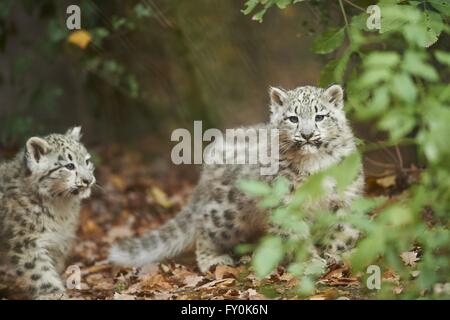 snow leopards Stock Photo