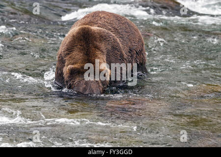 Male brown bear hunting spawning salmon at Brooks Falls, Katmai National Park, Alasja Stock Photo