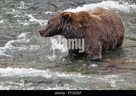 Male brown bear hunting spawning salmon at Brooks Falls, Katmai National Park, Alasja Stock Photo