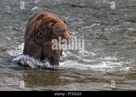 Male brown bear hunting spawning salmon at Brooks Falls, Katmai National Park, Alasja Stock Photo