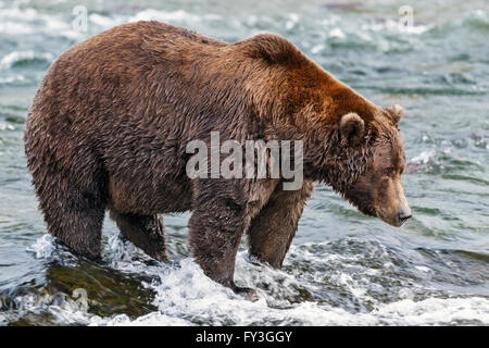 Male brown bear hunting spawning salmon at Brooks Falls, Katmai National Park, Alasja Stock Photo