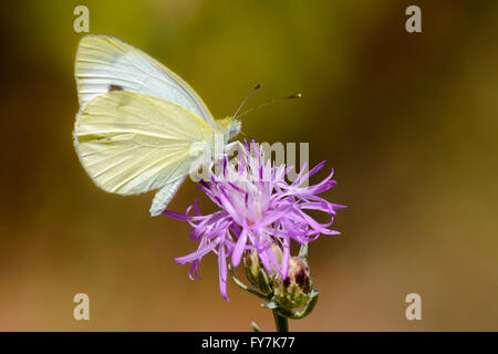 Pieris Rapae, butterfly normally called Small cabbage white Stock Photo