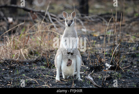 A Whiptail Wallaby, macropus parryi, kangaroo with a baby joey in her pouch standing in recently burned out Australian outback bush Stock Photo