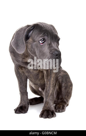 grey cane corso puppy dog Stock Photo