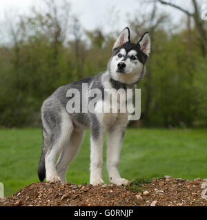 siberian husky puppy Stock Photo