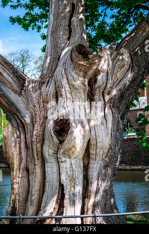 old gnarled tree. Stock Photo